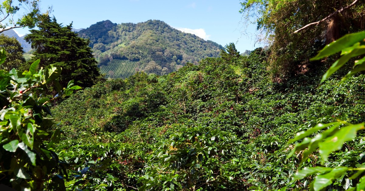 Coffee farms and green highlands below Volcán Barú near Boquete, Panama